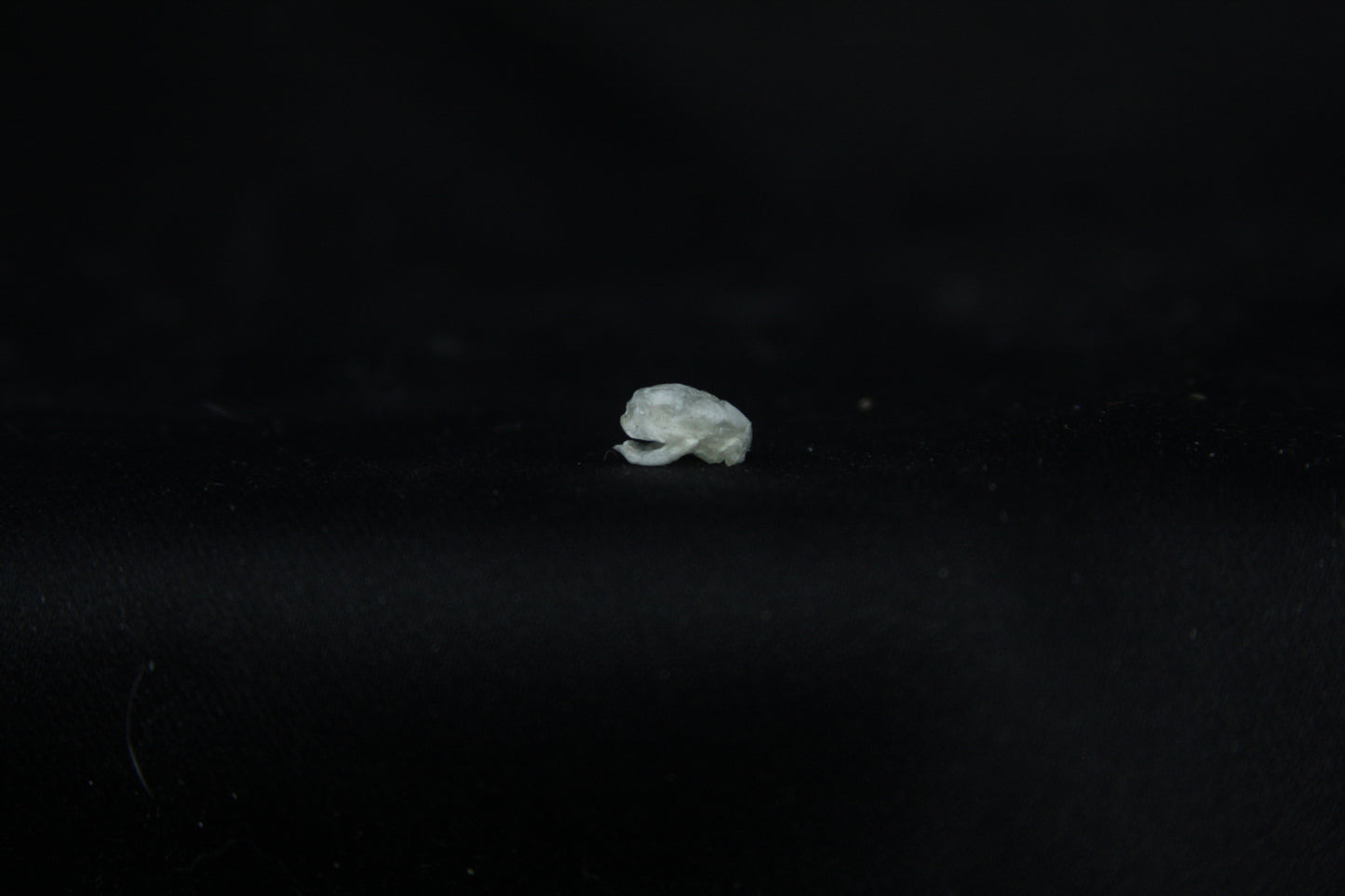 Baby Opossum Skull