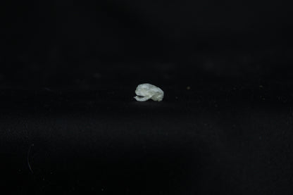 Baby Opossum Skull