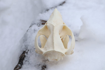 Pathological Opossum Skull