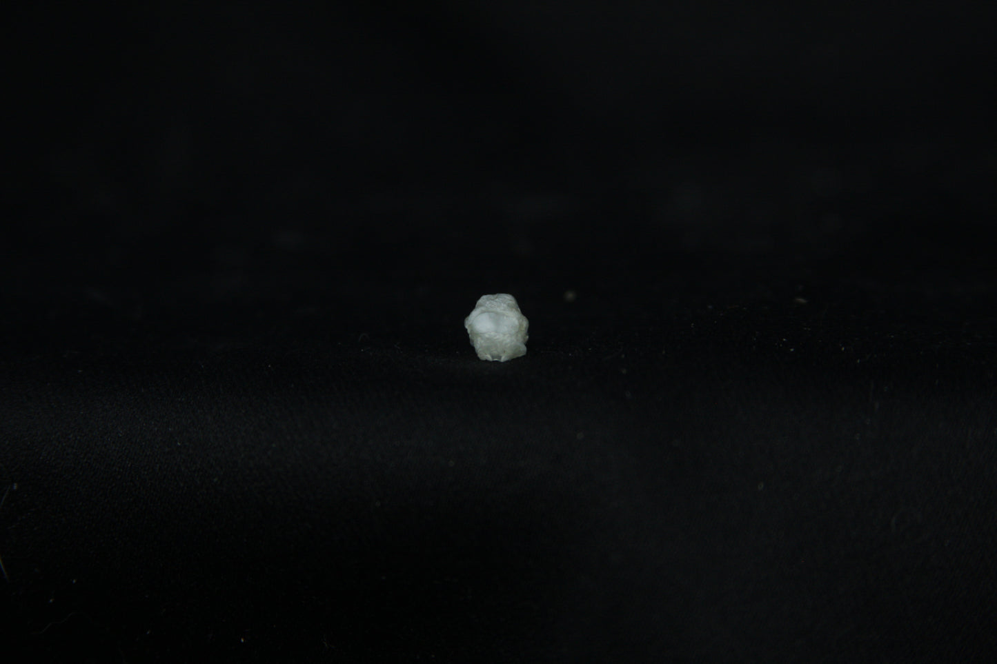Baby Opossum Skull