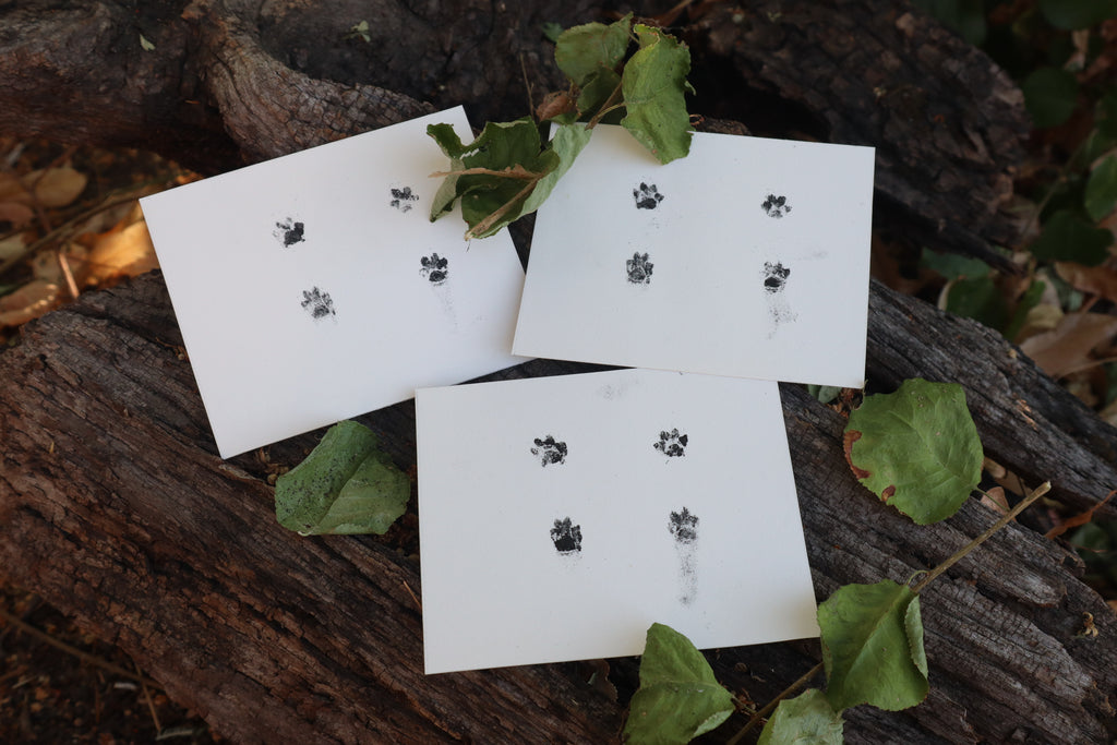Red Fox Kit Paw Print