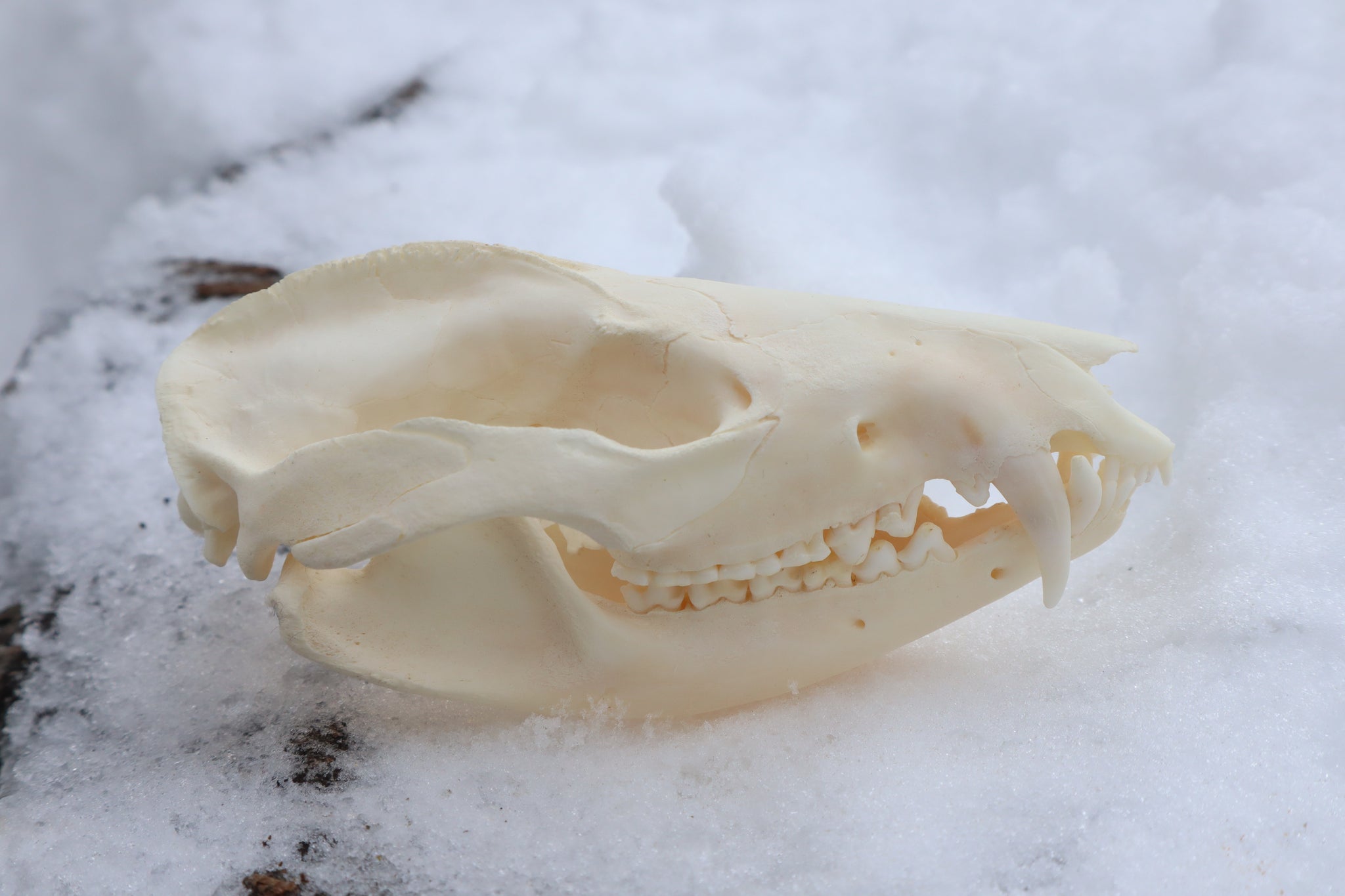 Pathological Opossum Skull