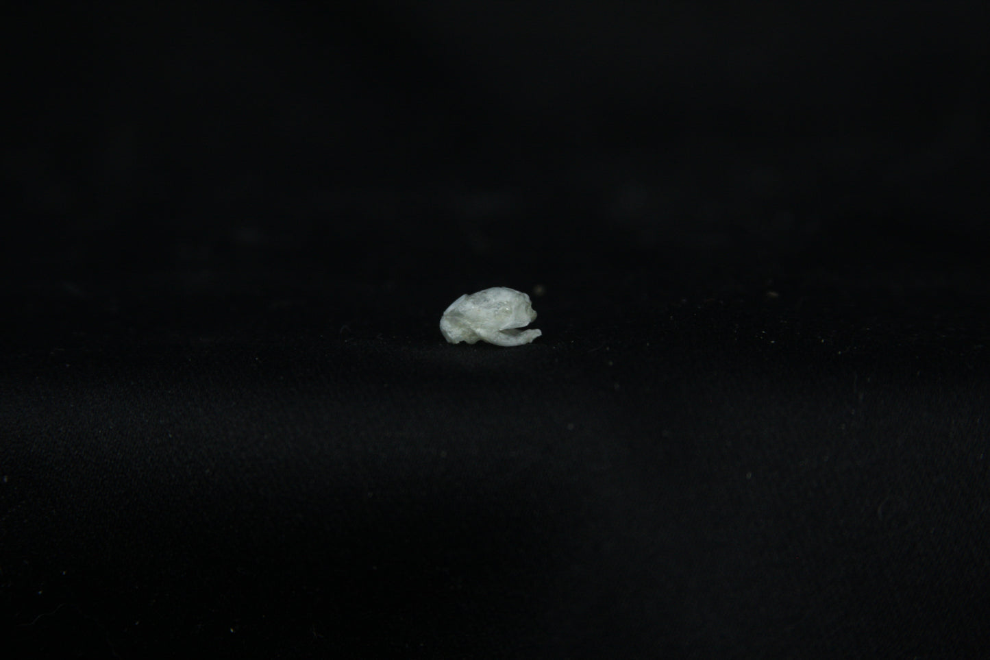 Baby Opossum Skull