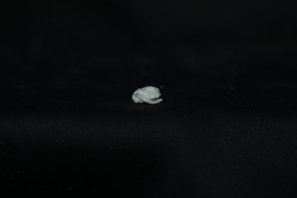 Baby Opossum Skull