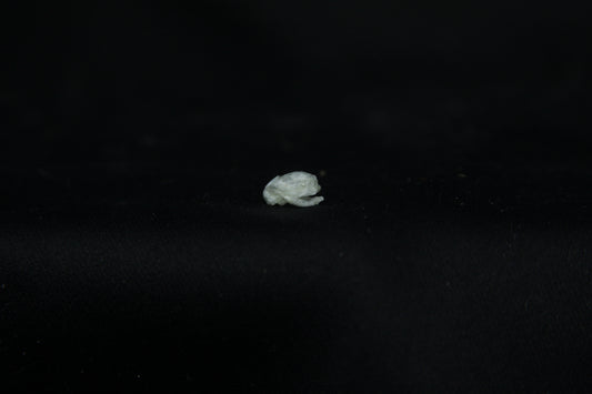 Baby Opossum Skull