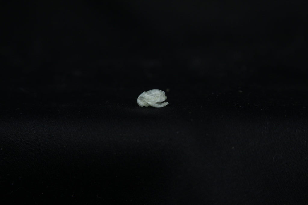 Baby Opossum Skull
