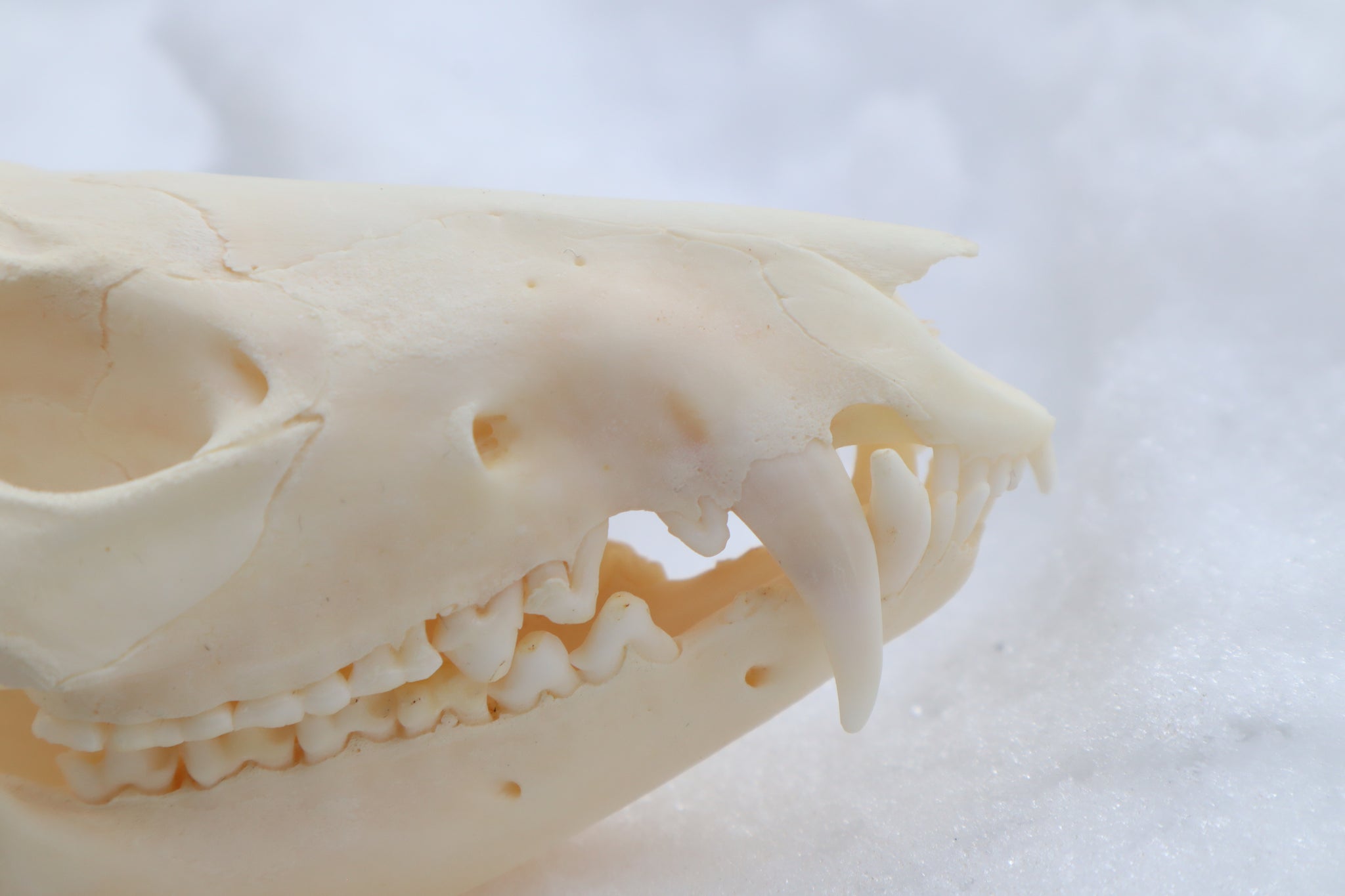 Pathological Opossum Skull
