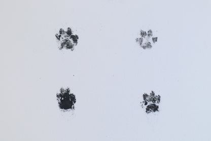 Red Fox Kit Paw Print