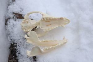 Pathological Opossum Skull