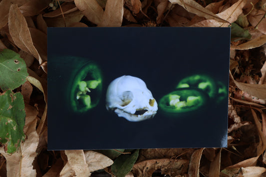Jalapeno Fox Print - Red Fox Kit