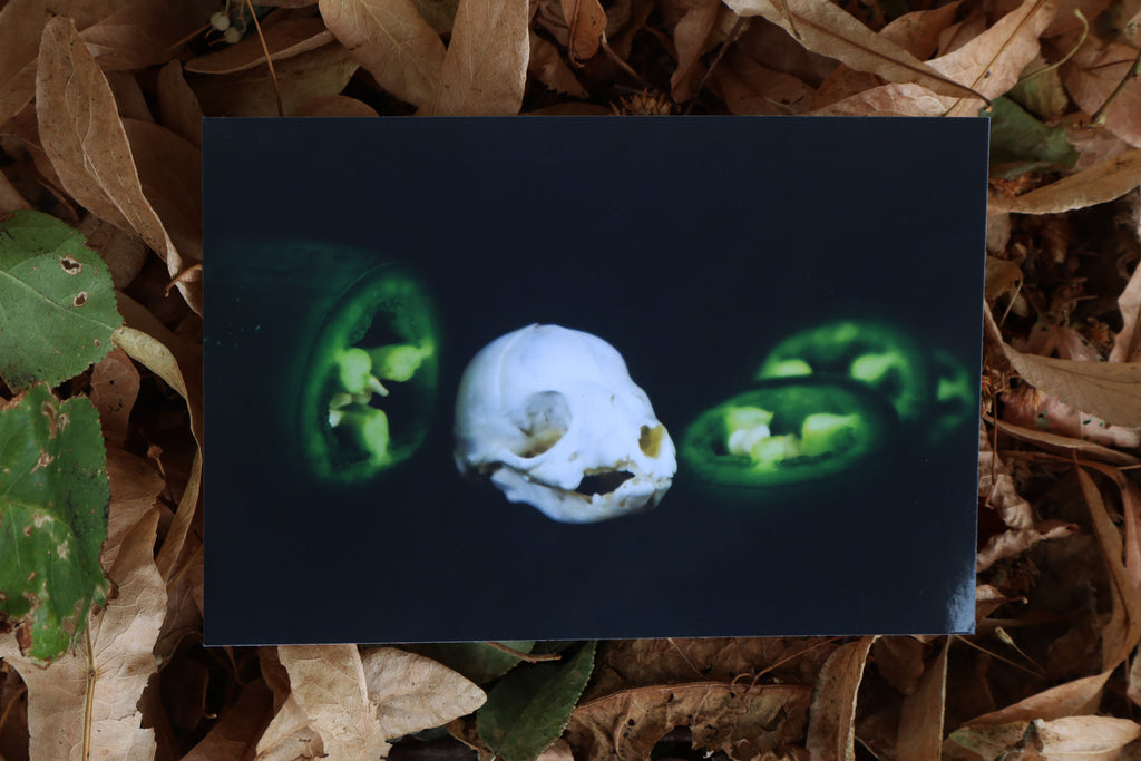 Jalapeno Fox Print - Red Fox Kit