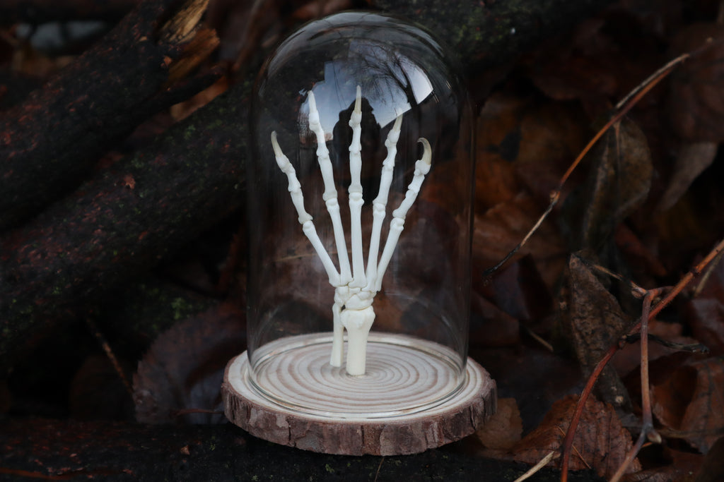 Polydactyl Cat Paw Articulation in Glass Dome