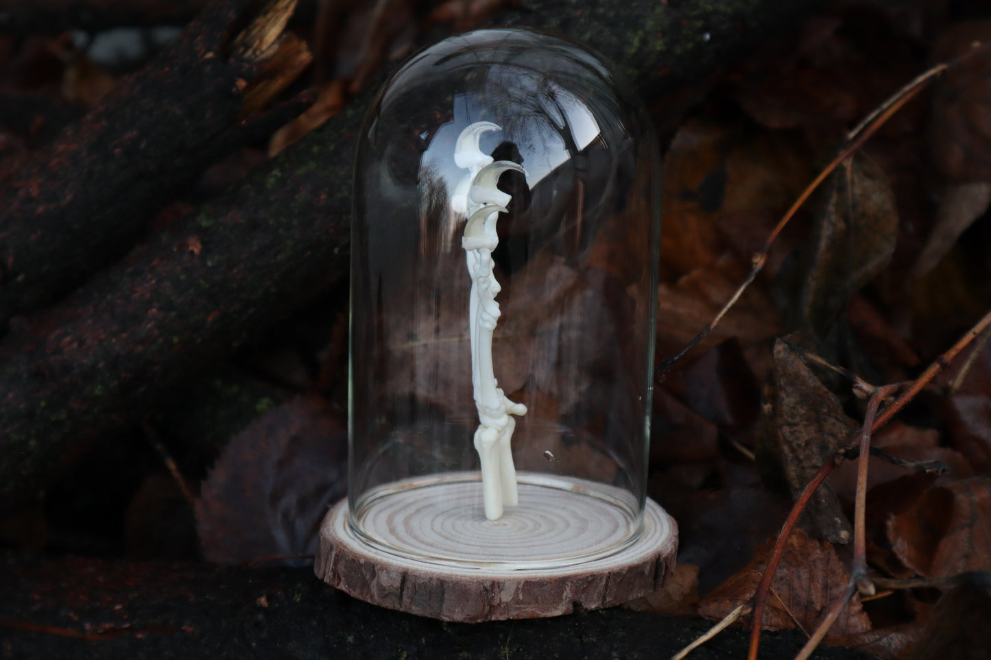 Polydactyl Cat Paw Articulation in Glass Dome