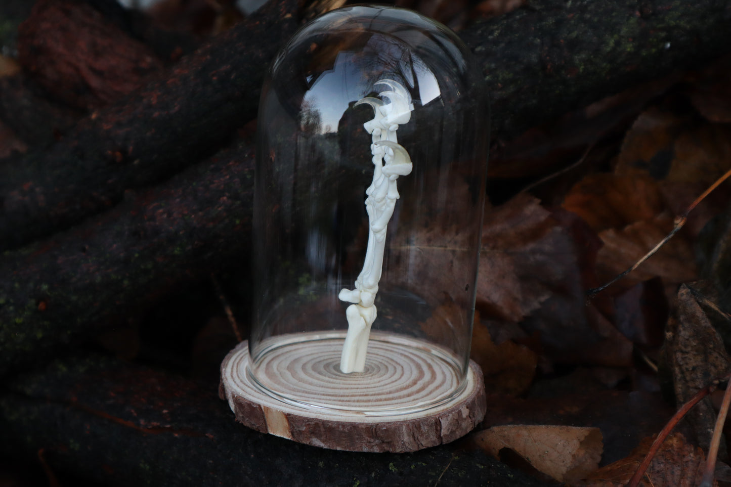 Polydactyl Cat Paw Articulation in Glass Dome