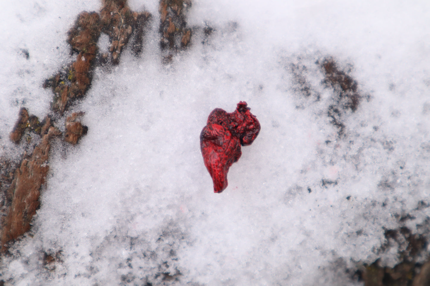 Dry Preserved Bearded Dragon Heart
