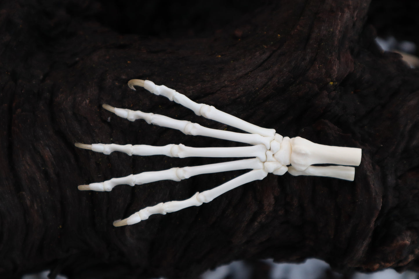 Polydactyl Cat Paw Articulation in Glass Dome