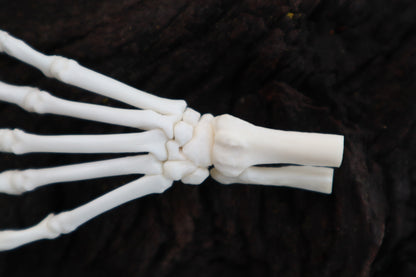 Polydactyl Cat Paw Articulation in Glass Dome