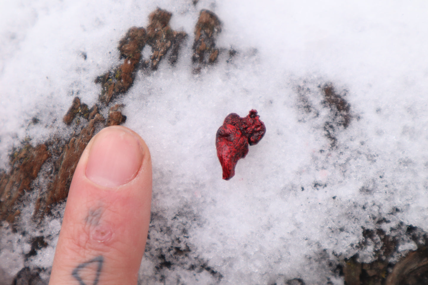 Dry Preserved Bearded Dragon Heart