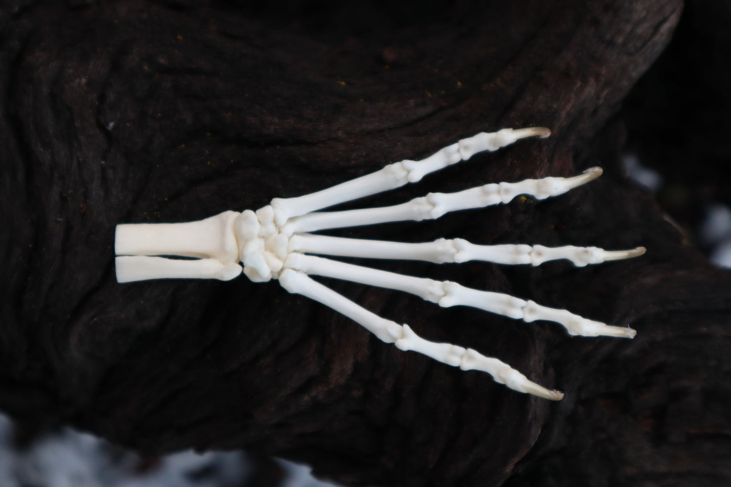 Polydactyl Cat Paw Articulation in Glass Dome