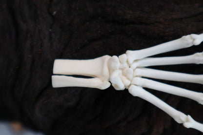 Polydactyl Cat Paw Articulation in Glass Dome