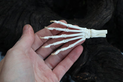 Polydactyl Cat Paw Articulation in Glass Dome