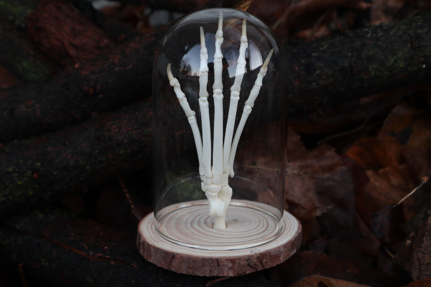 Polydactyl Cat Paw Articulation in Glass Dome