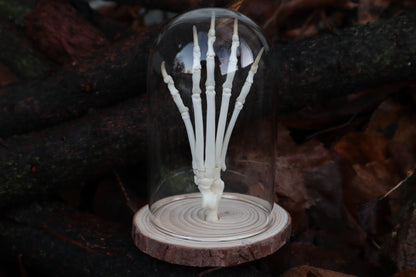 Polydactyl Cat Paw Articulation in Glass Dome
