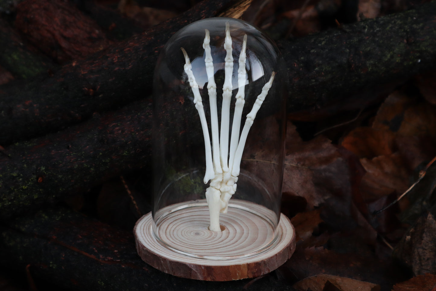 Polydactyl Cat Paw Articulation in Glass Dome
