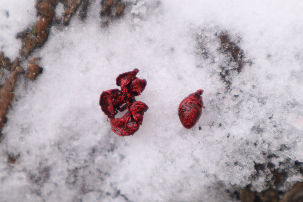 Dry Preserved Sugar Glider Heart and Lungs