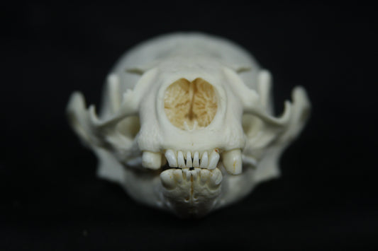 Otter Skull