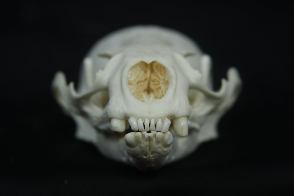 Otter Skull