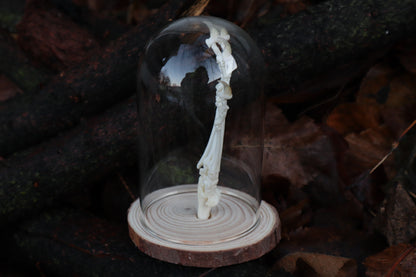 Polydactyl Cat Paw Articulation in Glass Dome