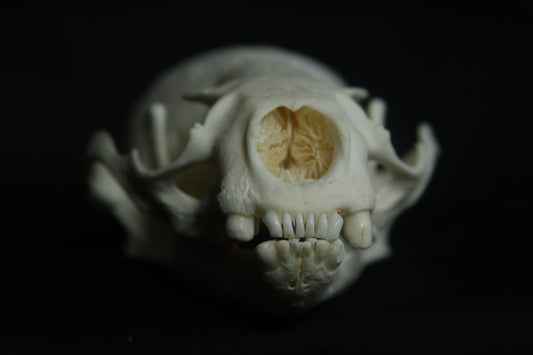 Otter Skull