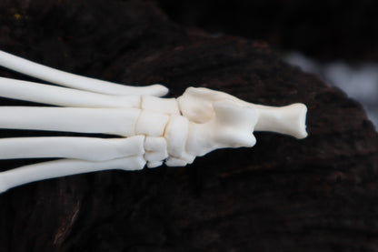 Polydactyl Cat Paw Articulation in Glass Dome