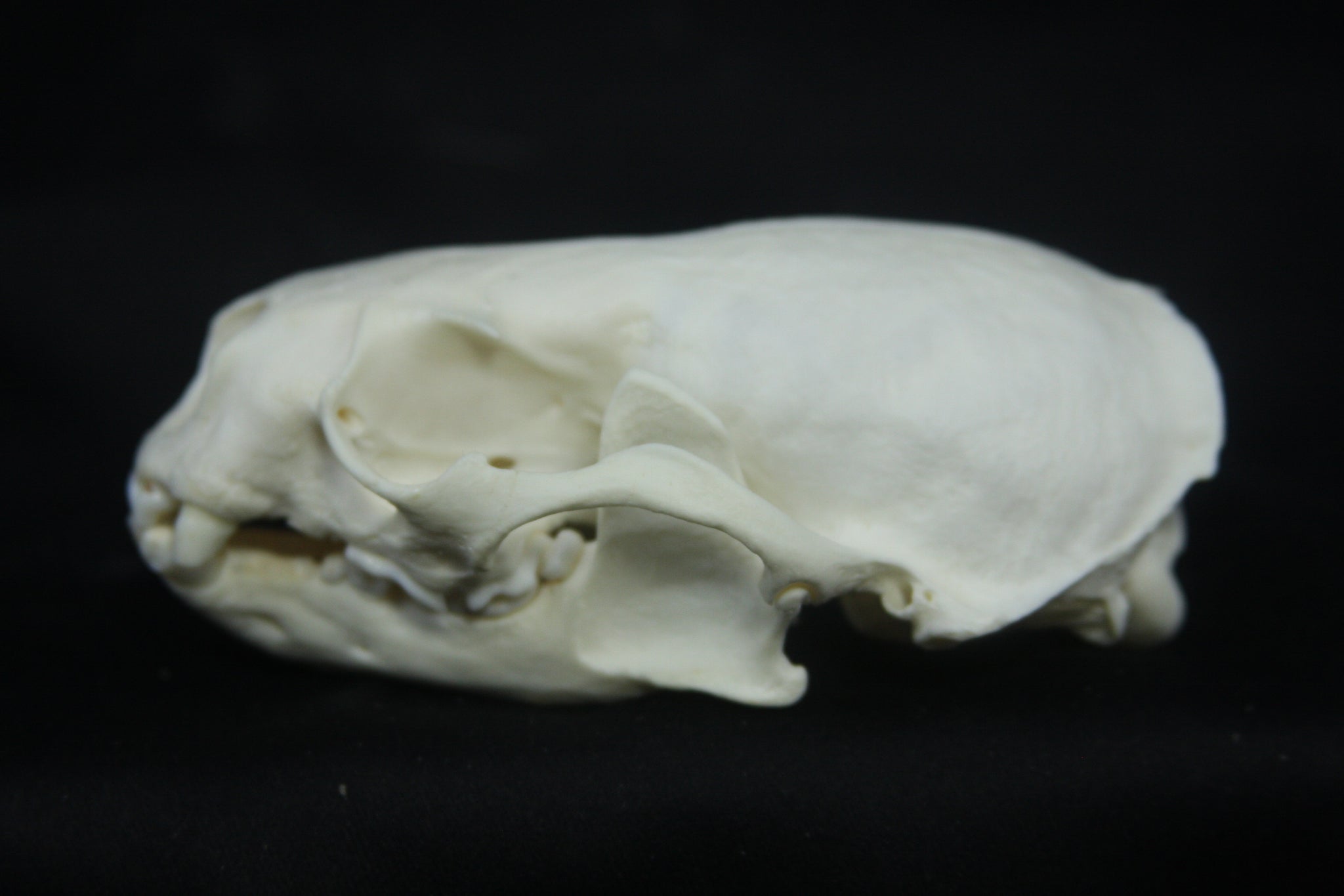 Otter Skull