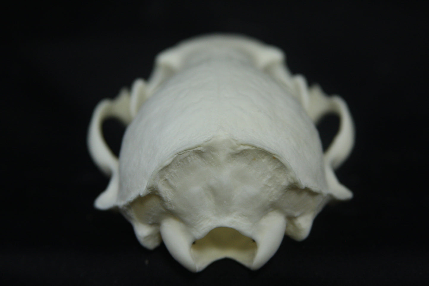 Otter Skull