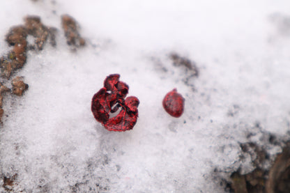 Dry Preserved Sugar Glider Heart and Lungs