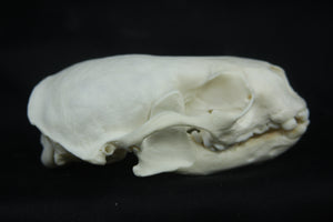 Otter Skull