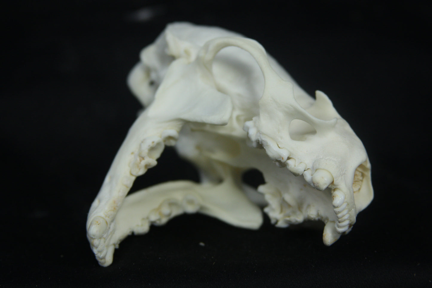 Otter Skull