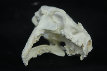 Otter Skull