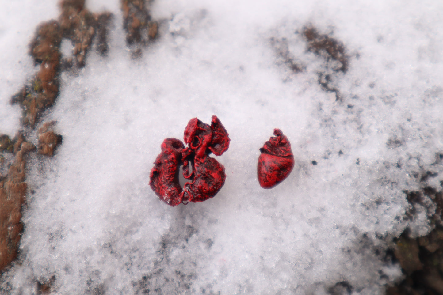 Dry Preserved Sugar Glider Heart and Lungs
