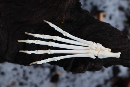 Polydactyl Cat Paw Articulation in Glass Dome