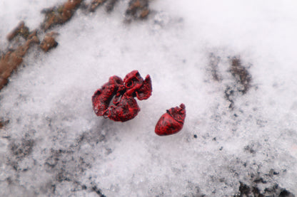 Dry Preserved Sugar Glider Heart and Lungs
