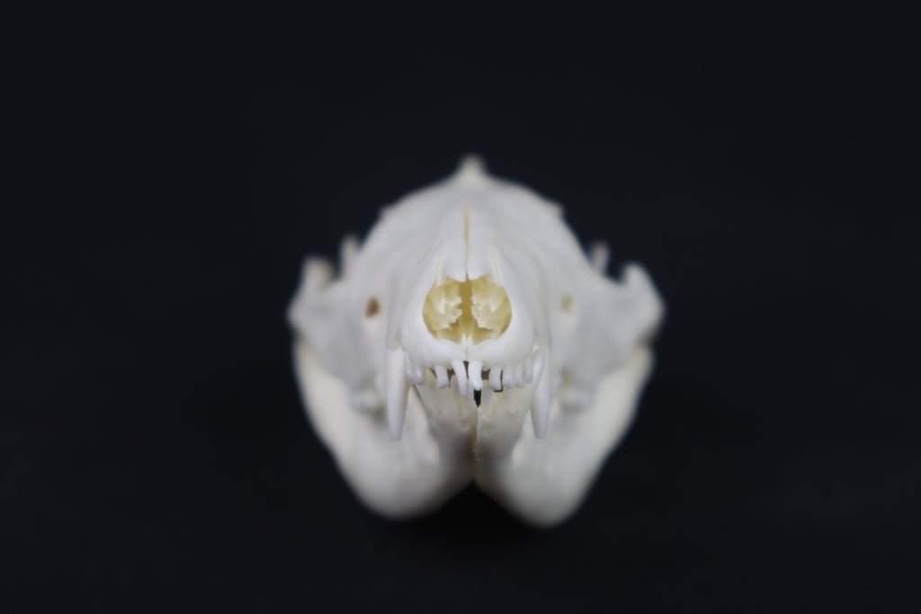 Pathological Opossum Skull