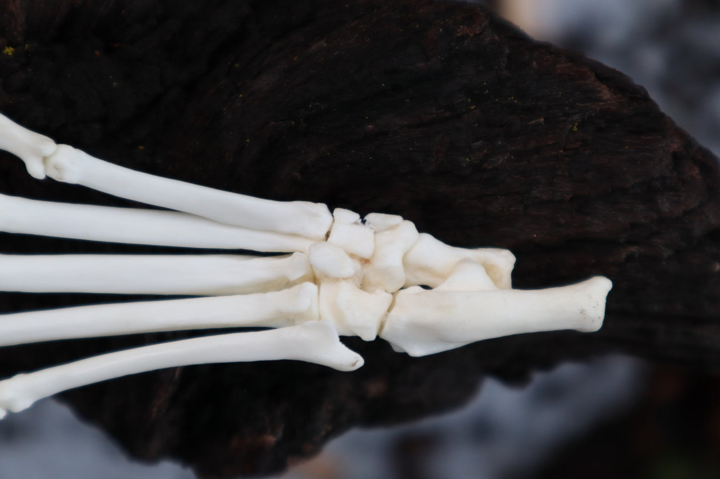 Polydactyl Cat Paw Articulation in Glass Dome