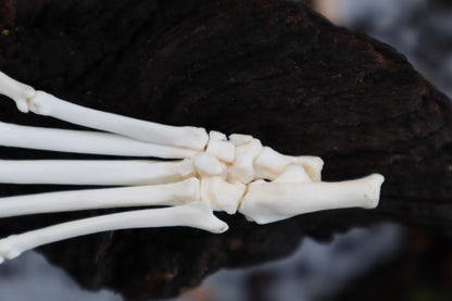 Polydactyl Cat Paw Articulation in Glass Dome