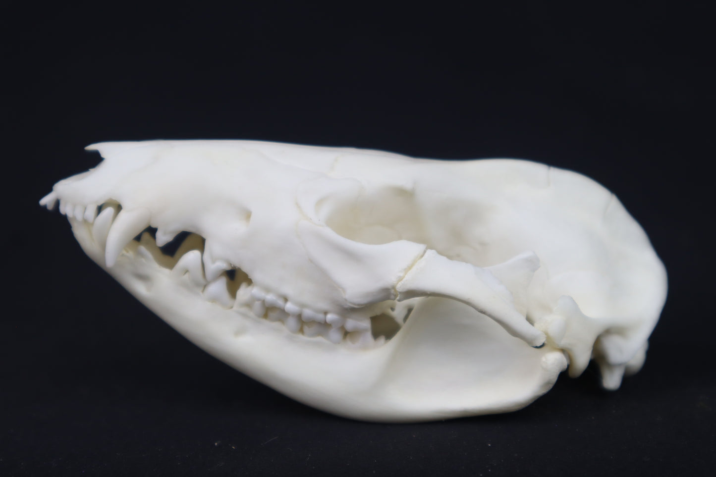 Pathological Opossum Skull