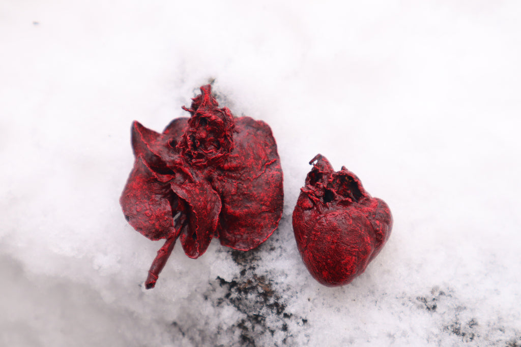 Dry Preserved Groundhog Heart and Lungs