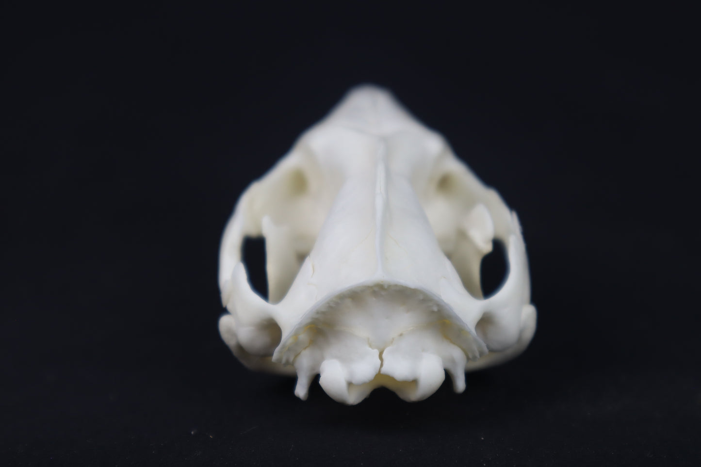 Pathological Opossum Skull
