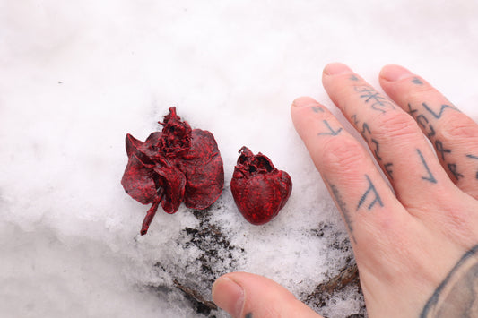 Dry Preserved Groundhog Heart and Lungs